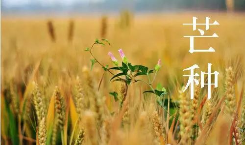 二十四節氣之芒種